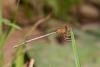 Platycnemis latipes